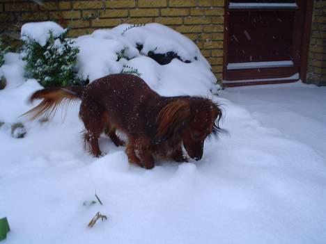 Dværggravhund Sille - Sne, det er lige mig..... billede 3