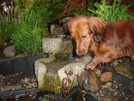 Dværggravhund Sille - Jeg ELSKER simpelthen bare mit eget lille vandløb i min have.... billede 6