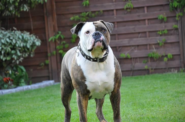 Olde english bulldogge østergaards missy - nyt. billede 1