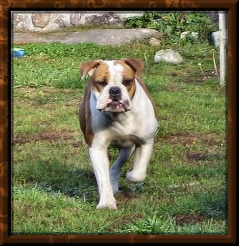 Olde english bulldogge østergaards missy - missy´s mor smudge billede 2