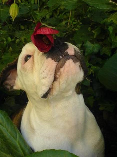 Olde english bulldogge østergaards missy - missys snuser til en blomst.. billede 3