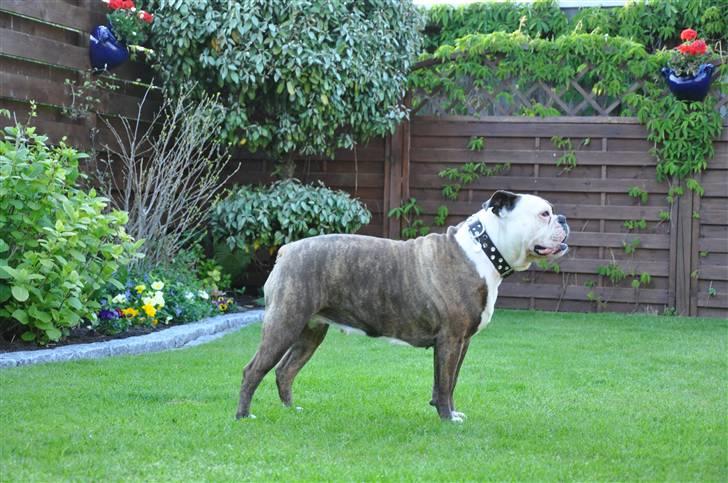 Olde english bulldogge østergaards missy - nyt 2009 billede 4