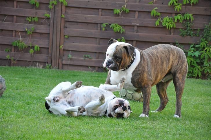 Olde english bulldogge østergaards missy - nyt 2009 billede 5