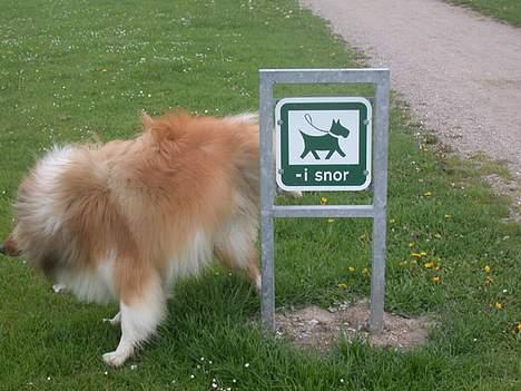 Collie langhåret Gimli - Handling siger alt......... billede 6