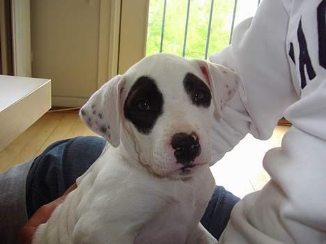 Blanding af racer Cayla billede 8