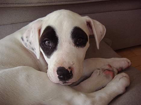 Blanding af racer Cayla billede 9