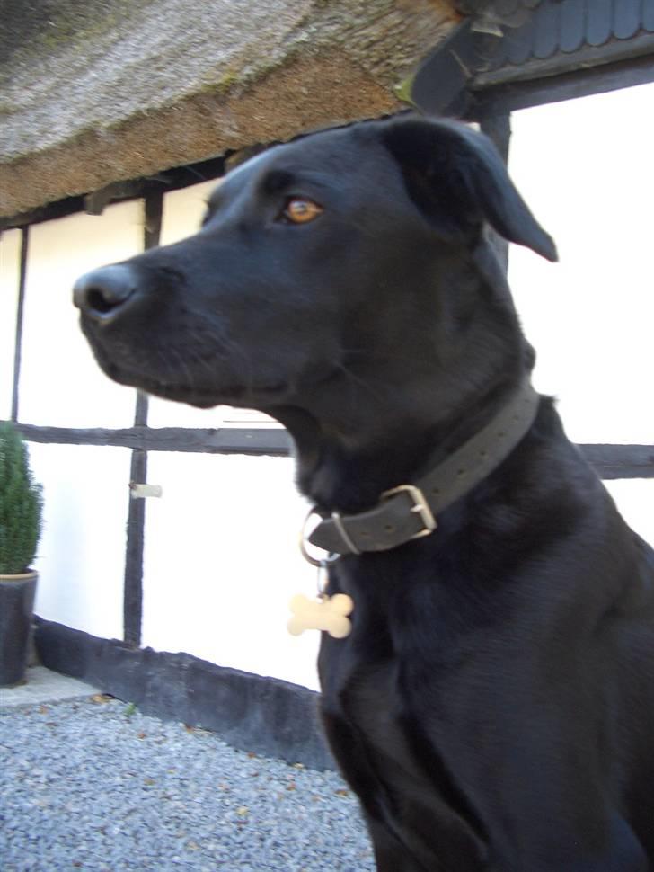 Labrador retriever Jægerlunden's Cheetah - Cheetah på sin store sten foran vores hus. d. 6/8 billede 8