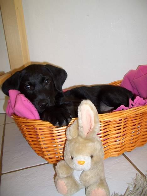 Labrador retriever Jægerlunden's Cheetah - ´Cheetah ligger i sin kurv som lille hvalp 9 uger gammel.. billede 9