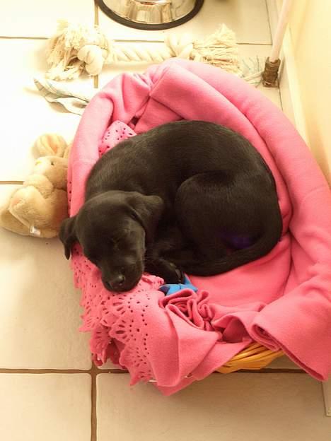 Labrador retriever Jægerlunden's Cheetah - ´Cheetah ligger og sover i sin kurv som lille hvalp 9 uger gammel.. billede 10