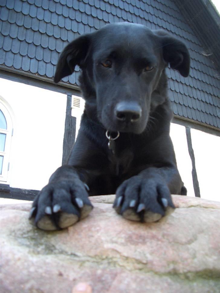 Labrador retriever Jægerlunden's Cheetah - Søde Cheetah ligger på sin sten d. 6/8 billede 11