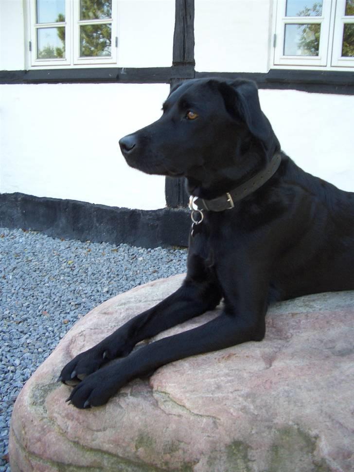 Labrador retriever Jægerlunden's Cheetah - Cheetah på sin sten.. q: billede 12