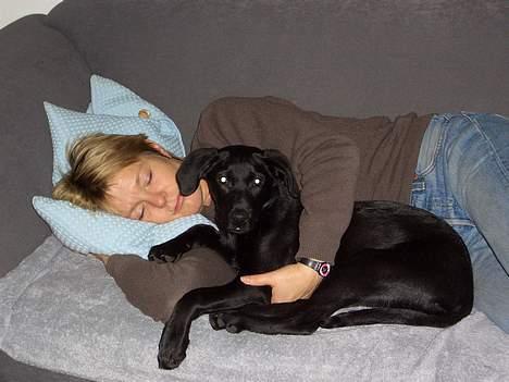 Labrador retriever Jægerlunden's Cheetah - ups.. Cheetah hoppede op til mor mens hun sov på sofaen..  billede 13
