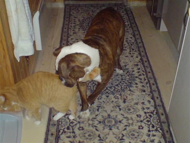 Olde english bulldogge østergaards missy billede 6