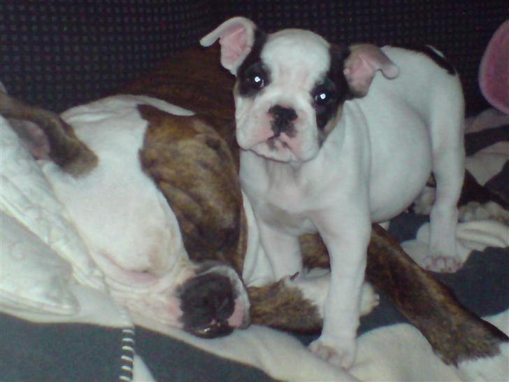 Olde english bulldogge østergaards missy - missy og hendes nye bedste ven møffe.. billede 7