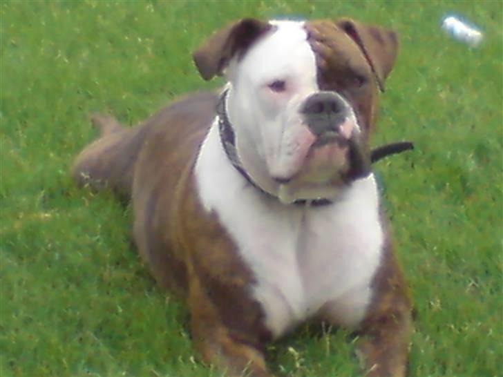 Olde english bulldogge østergaards missy billede 9