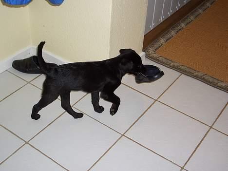 Labrador retriever Jægerlunden's Cheetah - Cheetah tog lige far´s sutsko og trode ikke han så det... billede 15