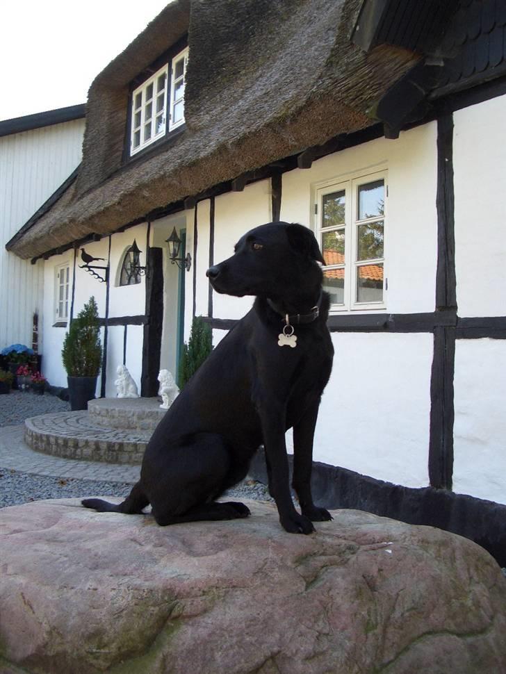 Labrador retriever Jægerlunden's Cheetah - Cheetah sidder på vores sen ude foran huset.. billede 16