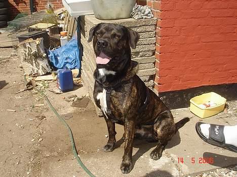 Dogo canario Samson - R.I.P - Flot position :) Dog med kropssele billede 4