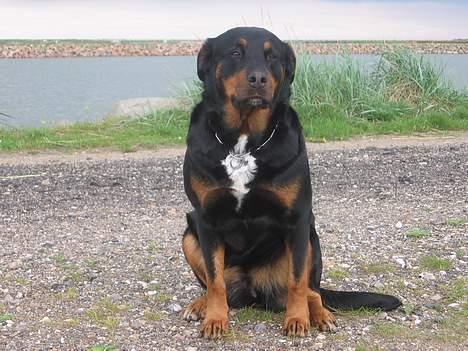 Blanding af racer Tess billede 1