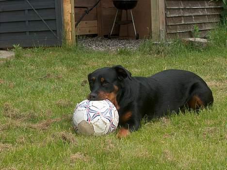 Blanding af racer Tess billede 2