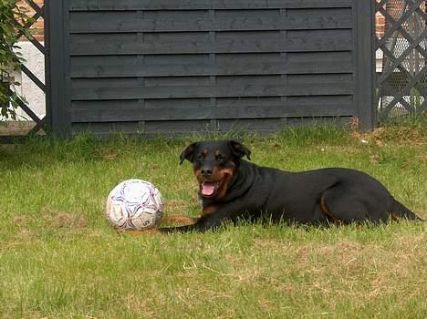 Blanding af racer Tess billede 3