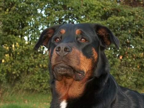 Blanding af racer Tess billede 4