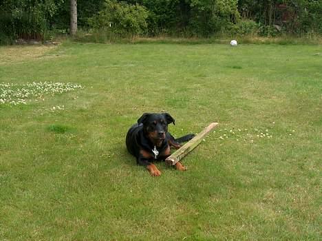 Blanding af racer Tess billede 5