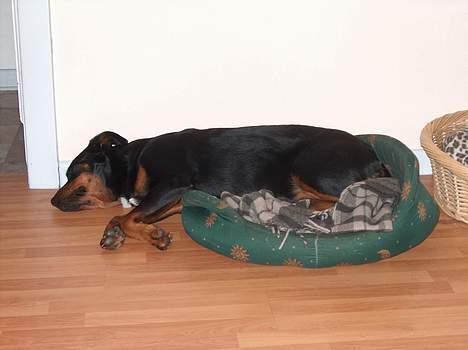 Blanding af racer Tess billede 6