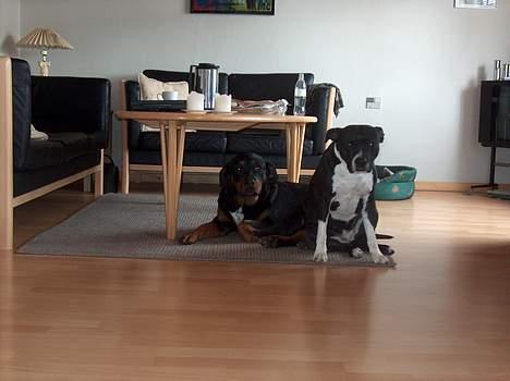 Blanding af racer Tess - Tess og Tasja billede 7