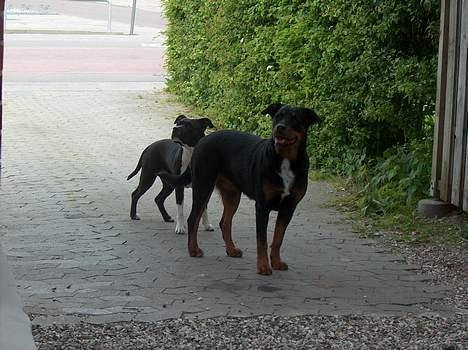 Blanding af racer Tess - Tess og Tasja igen billede 8