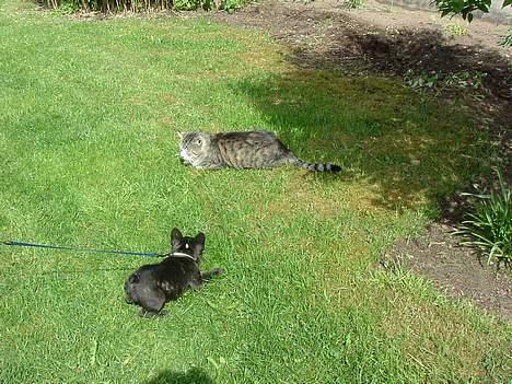 Fransk bulldog Alfredo - Kom og leg med mig :) billede 15