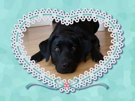 Labrador retriever Formel 1 *Fie <3* - du er bare så kær<3 billede 2