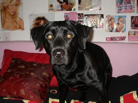 Labrador retriever Formel 1 *Fie <3* - jeg kommer og tar´ dig billede 3