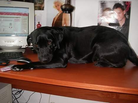 Labrador retriever Formel 1 *Fie <3* - og så ligger jeg her billede 4
