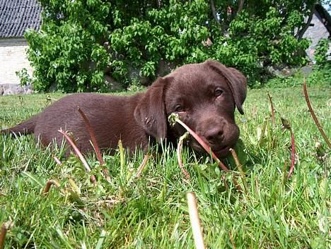 Labrador retriever Gizmo - JUBBIIIII!!! Mælkebøtter!!! billede 3