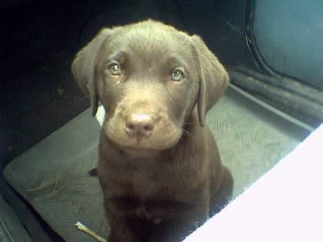 Labrador retriever Gizmo - Her sidder jeg i mors bil! billede 4