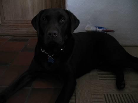Labrador retriever Gizmo - Er jeg ikke bare dejlig!? billede 5