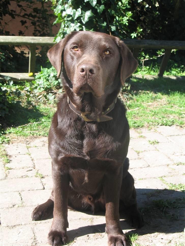Labrador retriever Gizmo - Halløjsa for en steg! billede 6