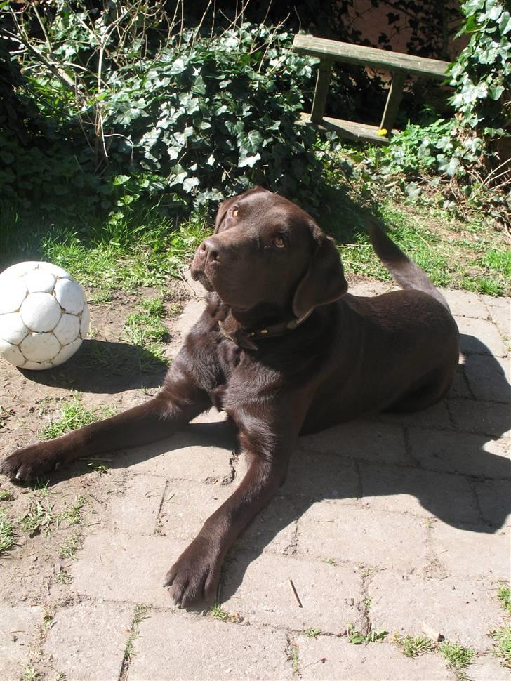 Labrador retriever Gizmo - Er jeg ikke flot!? billede 7