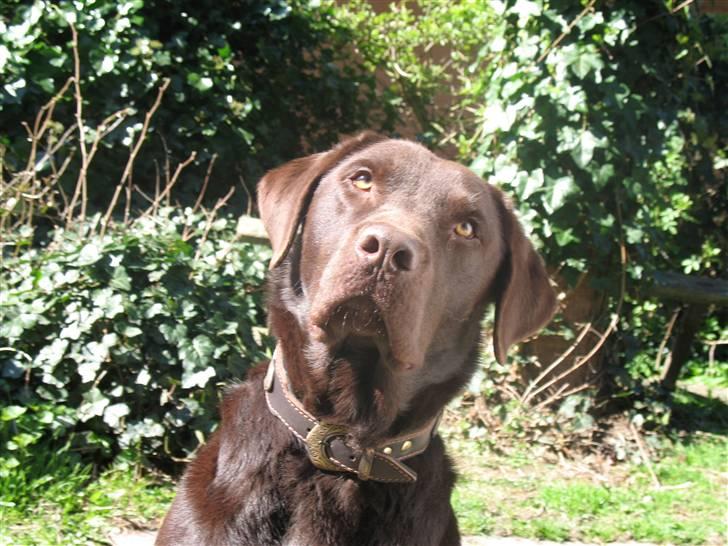 Labrador retriever Gizmo - Var der nogen der sagde MAD!!!? billede 8