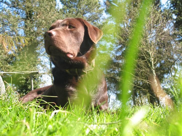 Labrador retriever Gizmo - Se lige mig... billede 9