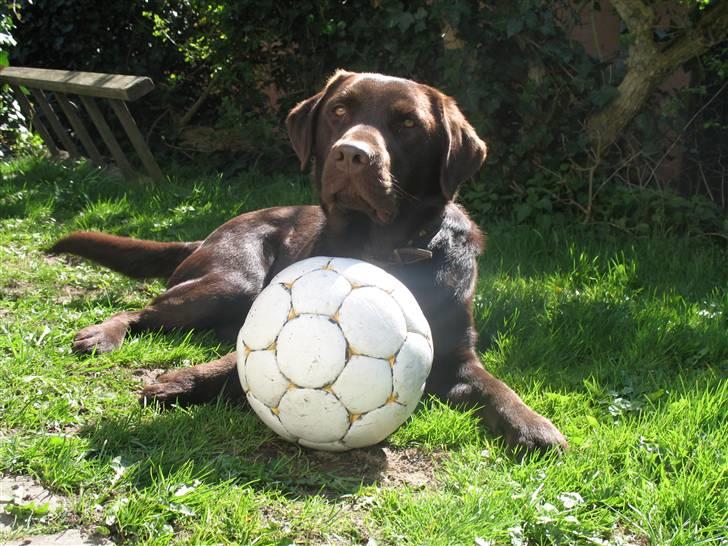 Labrador retriever Gizmo - Mig og min elskede bold! billede 10