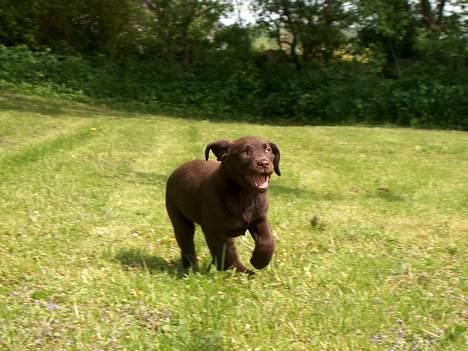Labrador retriever Gizmo - Af banen!! billede 11