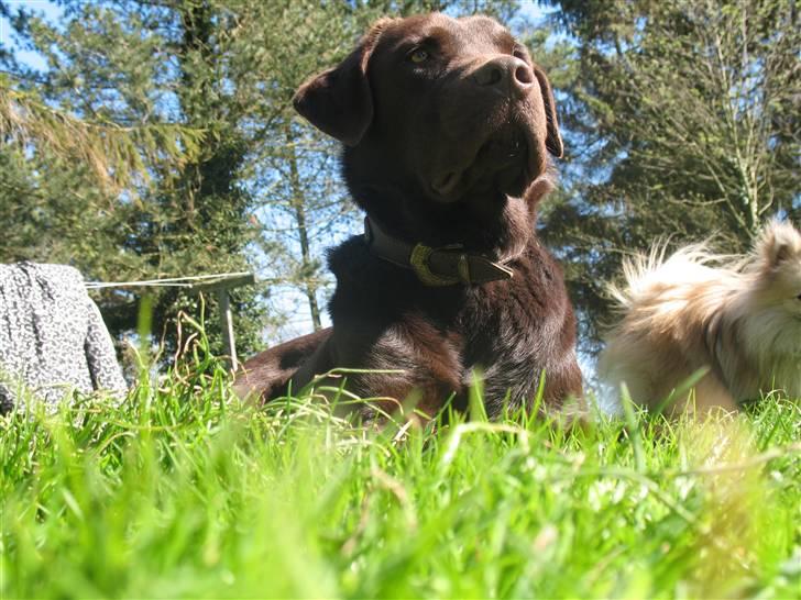 Labrador retriever Gizmo - Er jeg ikke bare flot i profil! billede 12