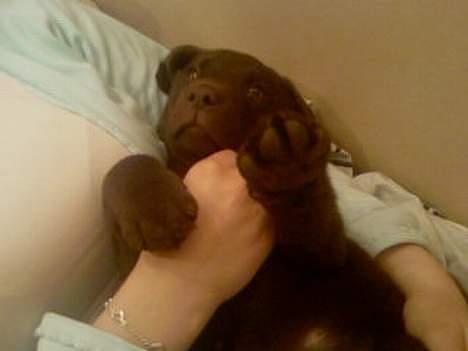 Labrador retriever Gizmo - Jeg ligger lige og slapper lidt af hos mor... billede 13