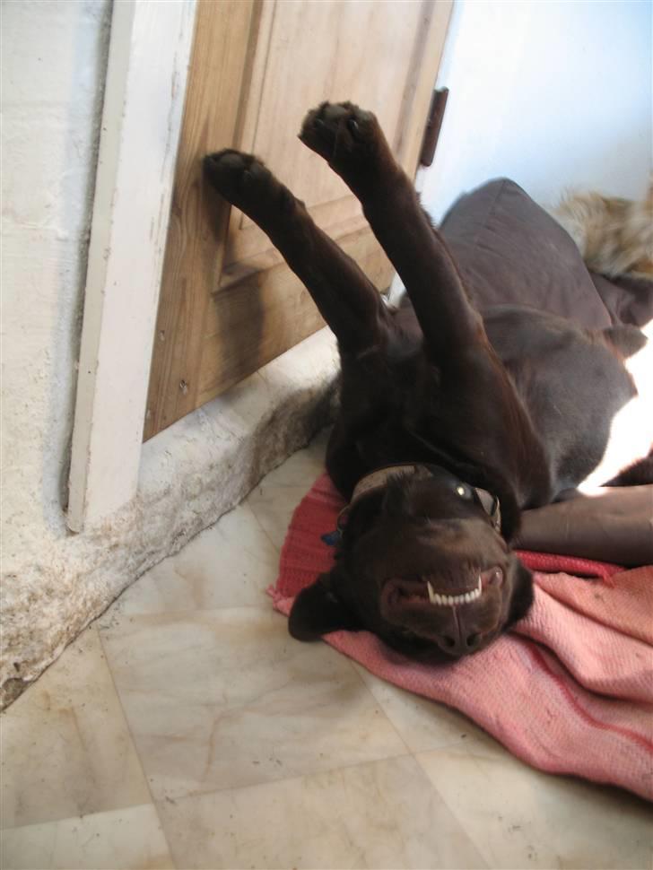 Labrador retriever Gizmo - Uha skal lige strække mig inden du tager flere billeder! billede 15