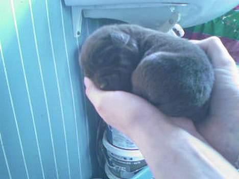 Labrador retriever Gizmo - Her er jeg 2 uger gammel! billede 16