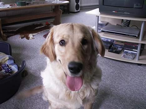 Golden retriever Augustus *Brutus* *R.I.P.* billede 9