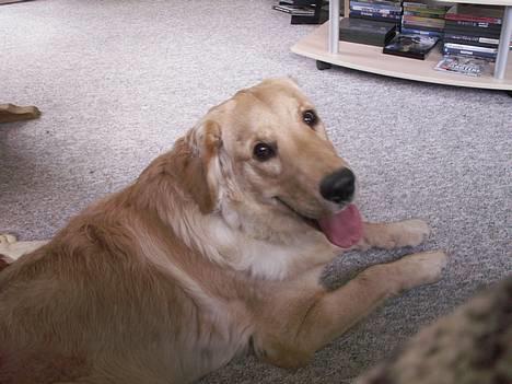 Golden retriever Augustus *Brutus* *R.I.P.* billede 10