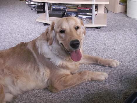 Golden retriever Augustus *Brutus* *R.I.P.* billede 11